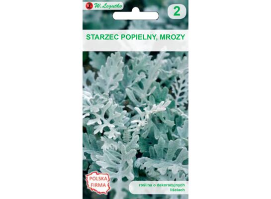Starzec popielny, mrozy srebrnobiały 20-35 cm W.Legutko