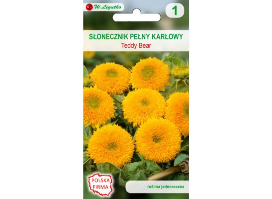 Słonecznik ozdobny karłowy Teddy Bear 50-60 cm W.Legutko