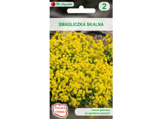 Smagliczka skalna żółta 30 cm W.Legutko