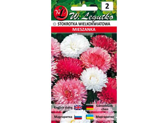 Stokrotka pospolita wielkokwiatowa mieszanka 10-20 cm W.Legutko