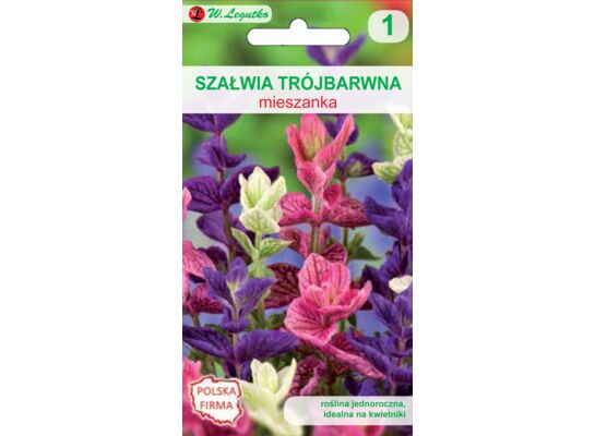 Szałwia trójbarwna mieszanka 50-60 cm W.Legutko