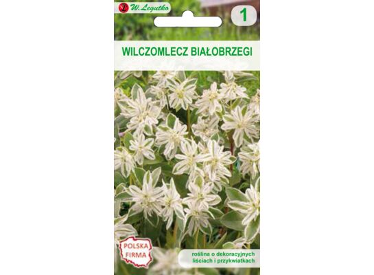 Wilczomlecz białobrzegi 50-60 cm W.Legutko