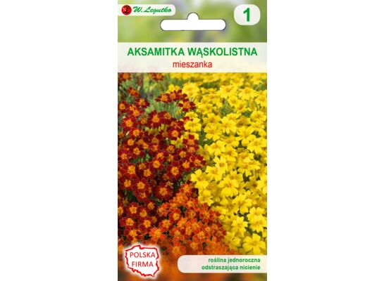Aksamitka wąskolistna mieszanka 25-35 cm W.Legutko