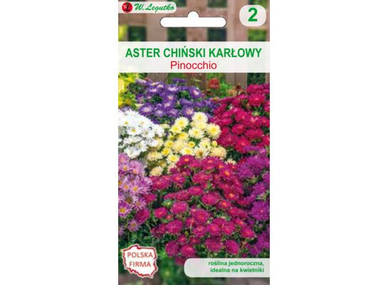 Aster chiński karłowy Pinocchio mieszanka 20-30 cm W.Legutko