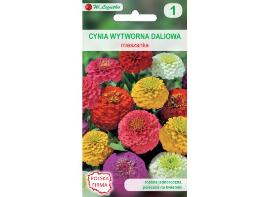 Cynia wytworna daliowa mieszanka 60-80 cm W.Legutko