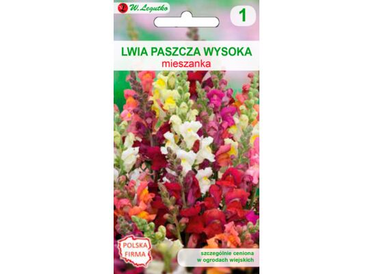 Lwia paszcza wysoka mieszanka 60-70 cm W.Legutko