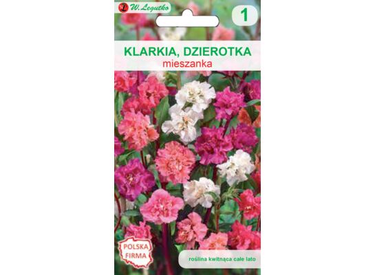 Klarkia, Dzierotka mieszanka 60 cm W.Legutko