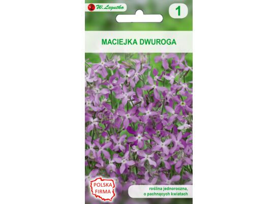 Maciejka dwuroga różowolawendowa 30-40 cm W.Legutko