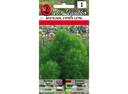 Mietelnik, Cyprys letni 80-120 cm W.Legutko