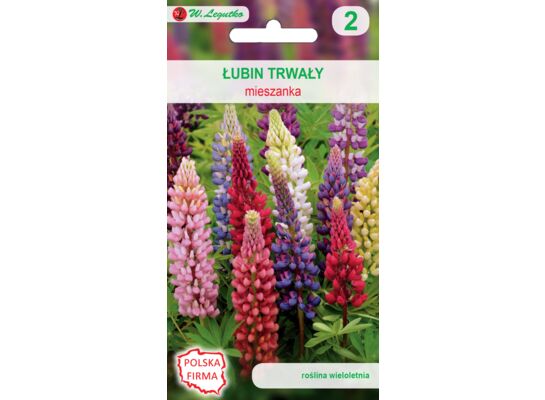 Łubin trwały mieszanka 100-120 cm W.Legutko