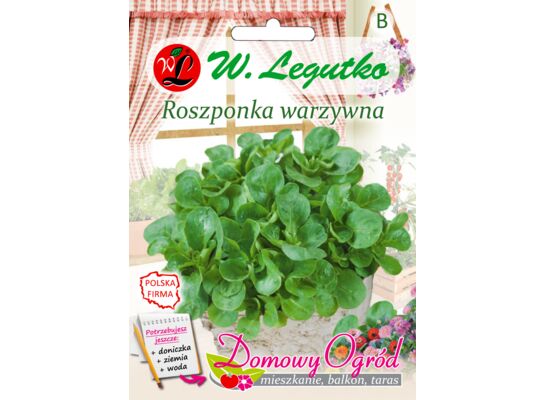 Roszponka warzywna Verte de Cambrai IV-IX W.Legutko