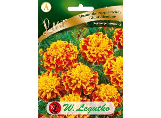 Aksamitka rozpierzchła Giant Bicolour mahoniowo-czerwona ze złotym obrzeżem 20-30 cm W.Legutko