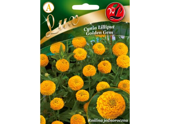 Cynia wytworna Liliput Golden Gem żółta 55 cm W.Legutko