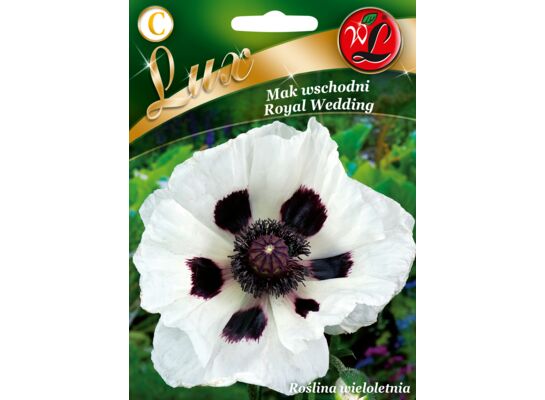 Mak wschodni Royal Wedding biały 60-80 cm W.Legutko