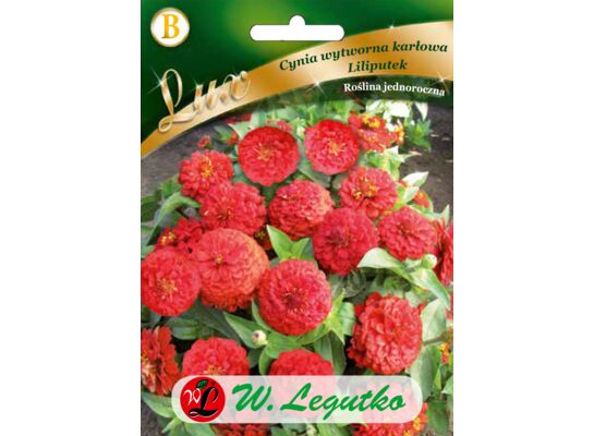 Cynia wytworna karłowa Liliputek czerwone 20-25 cm W.Legutko