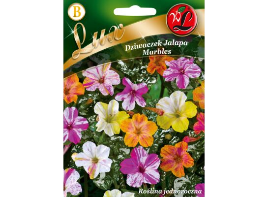 Dziwaczek Jalapa Marbles mieszanka 60-80 cm W.Legutko