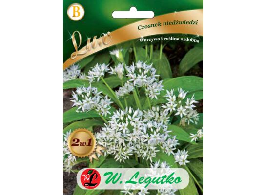 Czosnek niedźwiedzi 30-40 cm W.Legutko