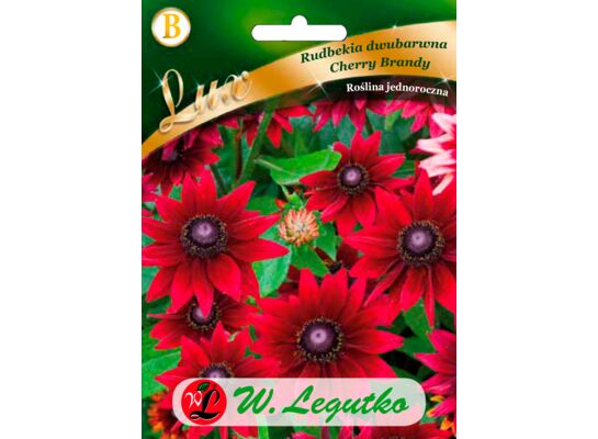 Rudbekia dwubarwna Cherry Brandy czerwone 50-70 cm W.Legutko