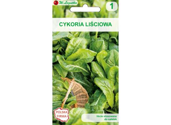 Cykoria sałatowa Di Bruxelles W.Legutko