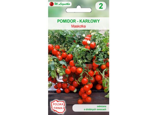 Pomidor gruntowy karłowy wiotkołodygowy Maskotka W.Legutko