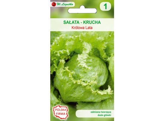 Sałata głowiasta krucha Królowa Lata W.Legutko