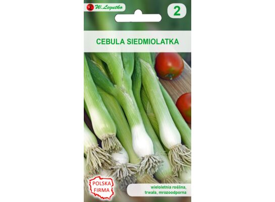 Cebula siedmiolatka Long White Ishikura IV, VII-VIII W.Legutko