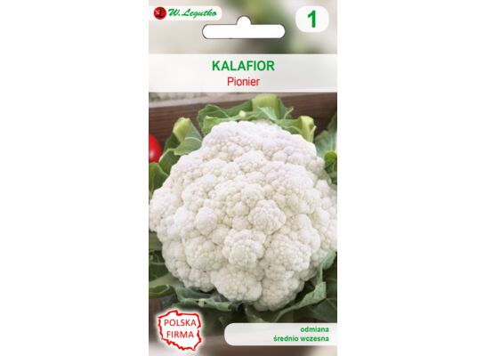 Kalafior Pionier III-IV W.Legutko