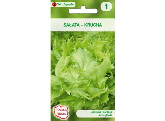 Sałata głowiasta krucha Samba W.Legutko