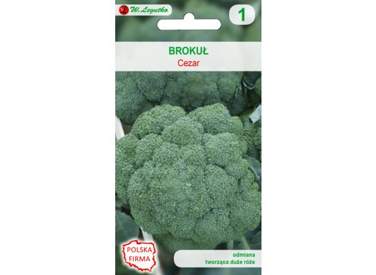 Brokuł Cezar wczesny III-IV W.Legutko