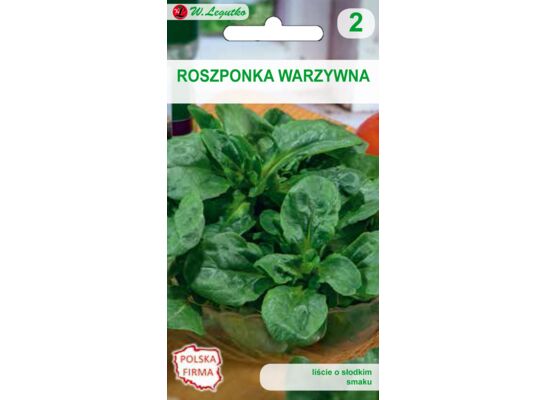 Roszponka warzywna Verte de Cambrai IV, VIII-XI W.Legutko