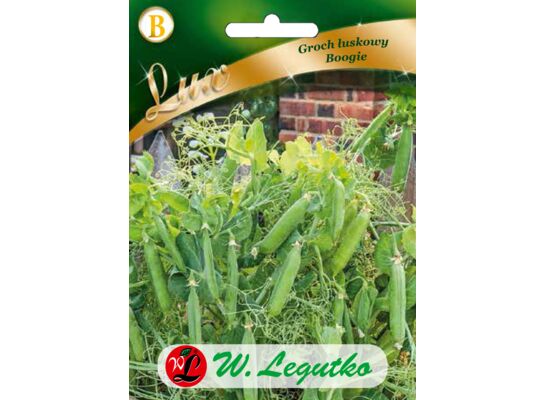 Groch łuskowy Boogie W.Legutko
