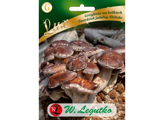 Grzybnia na kołkach Twardziak jadalny (Shiitake) W.Legutko