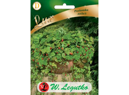 Poziomka Attila III W.Legutko