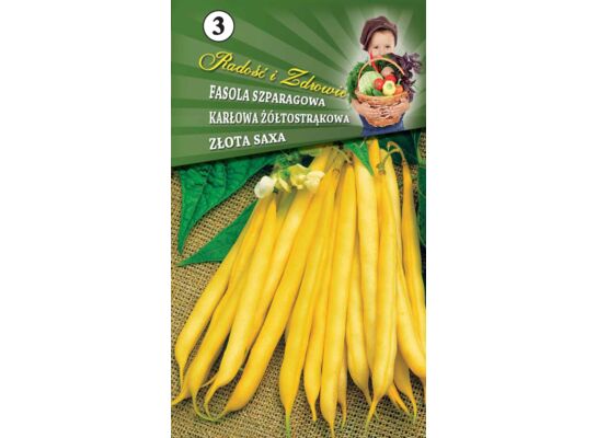 Fasola szparagowa karłowa żółtostrąkowa Złota Saxa W.Legutko