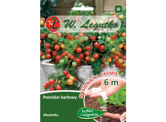Nasiona na taśmie pomidor gruntowy karłowy wiotkołodygowy Maskotka 7,5 g gc. III W.Legutko