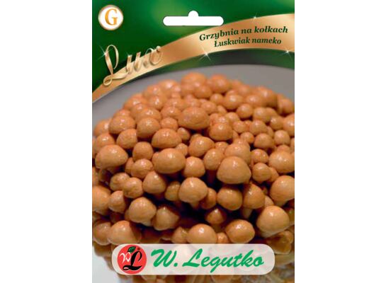 Grzybnia na kołkach Łuskwiak nameko W.Legutko