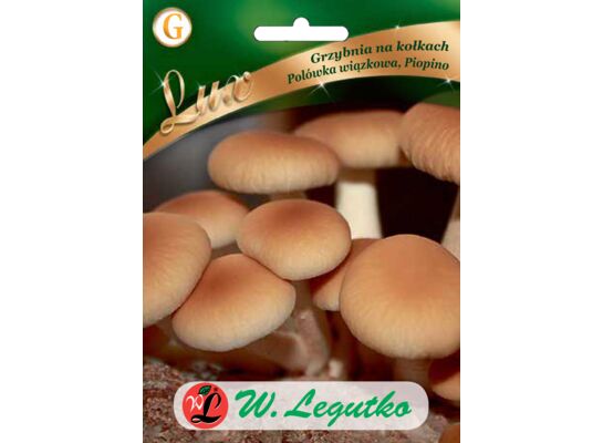 Grzybnia na kołkach - Polówka wiązkowa W.Legutko