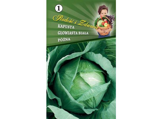Kapusta głowiasta biała Kamienna Głowa IV-V W.Legutko