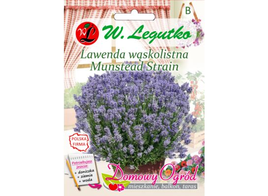 Lawenda wąskolistna Munstead Strain 0,2 g gc. B W.Legutko