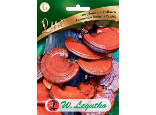 Grzybnia na kołkach Lakownica lśniąca (Reishi) W.Legutko