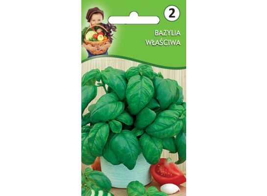 Bazylia właściwa zielonolistna V-VII W.Legutko