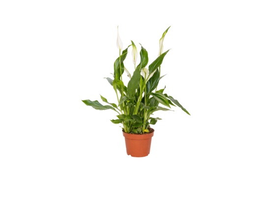 Rośliny antysmogowe