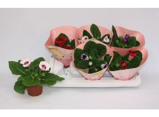 Gloksynia doniczka 12 cm mix