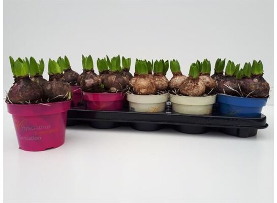 Hiacynt D12 mix don.12 cm