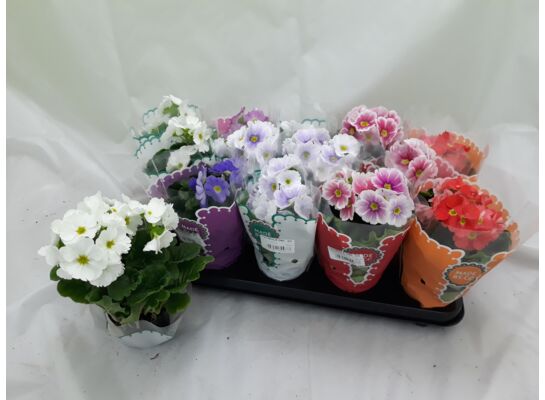 Prymula obconica doniczka 9 cm mix