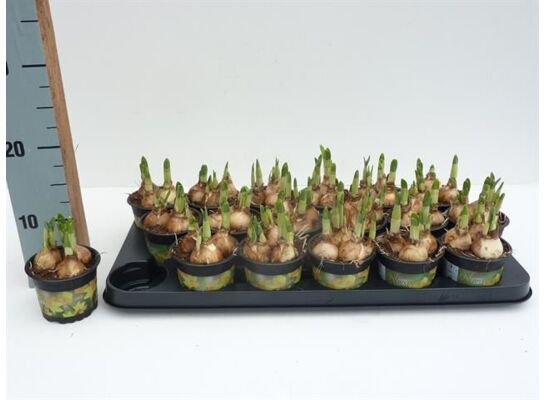 Narcyz doniczka 9 cm mix