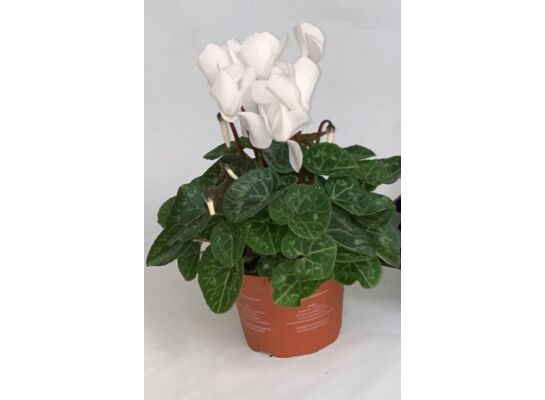 Cyklamen doniczka 12 cm mix