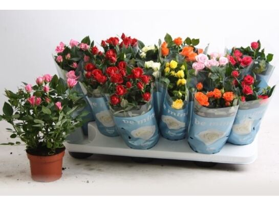 Róża doniczkowa doniczka 10 cm mix