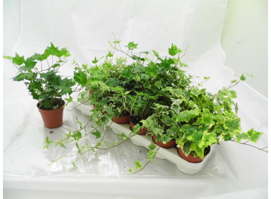 Hedera doniczka 9 cm mix
