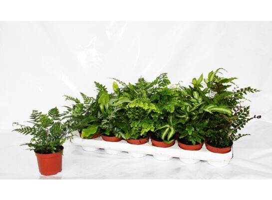 Varens doniczka 9 cm mix